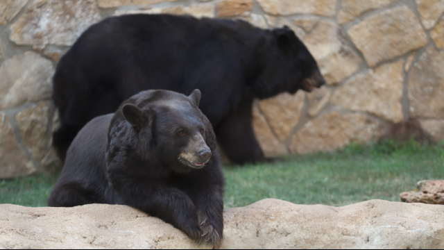 Baylor Bears