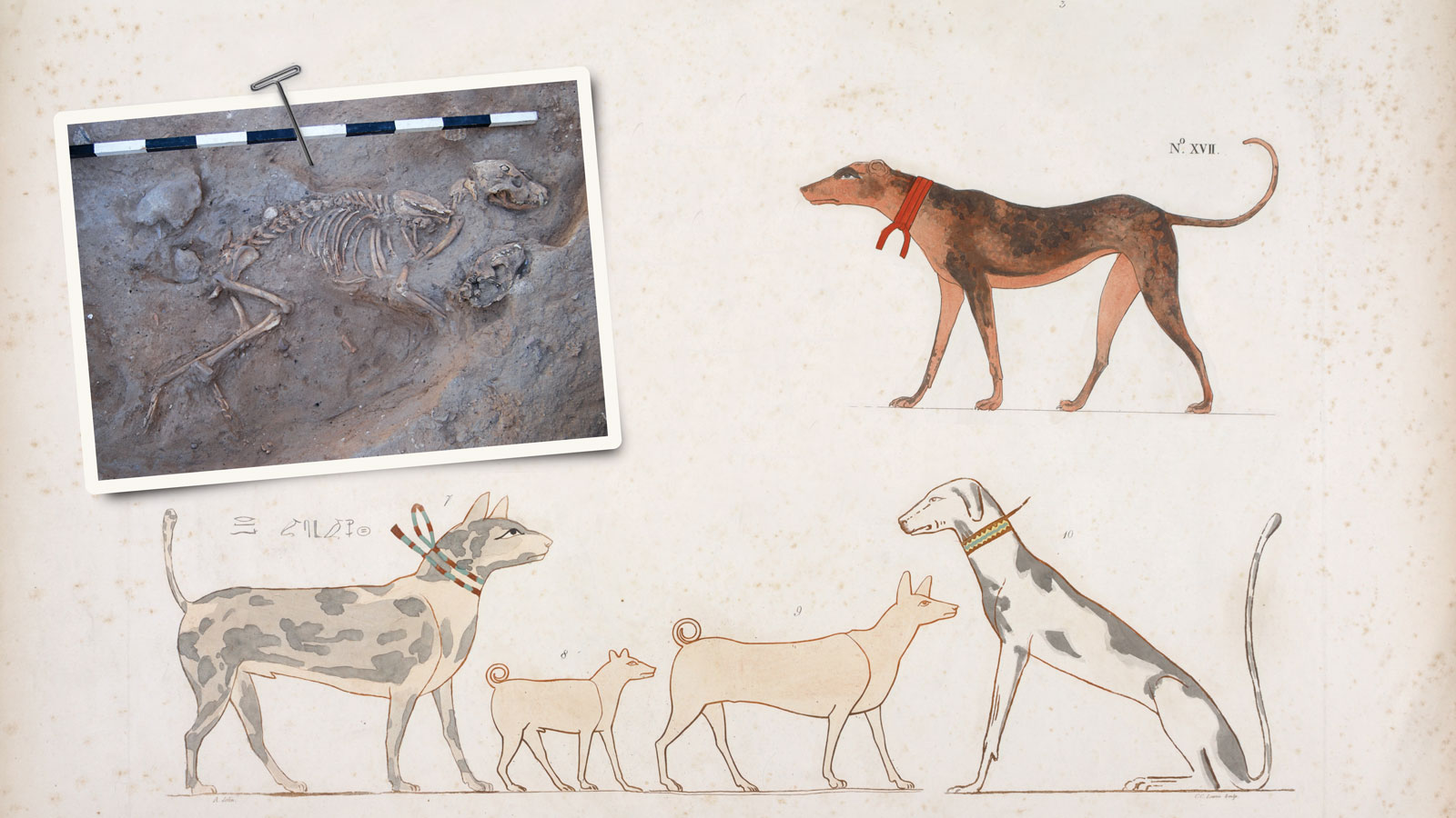 Centuries of Canine Companionship