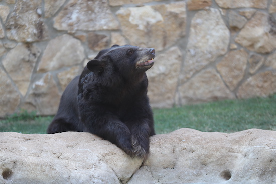 Live bear mascot in Bear Habitat