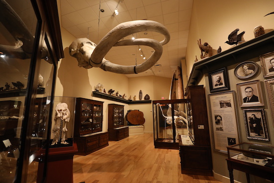 Mayborn Museum room with mammoth skeleton looming overhead