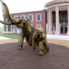 Mammoths in Waco