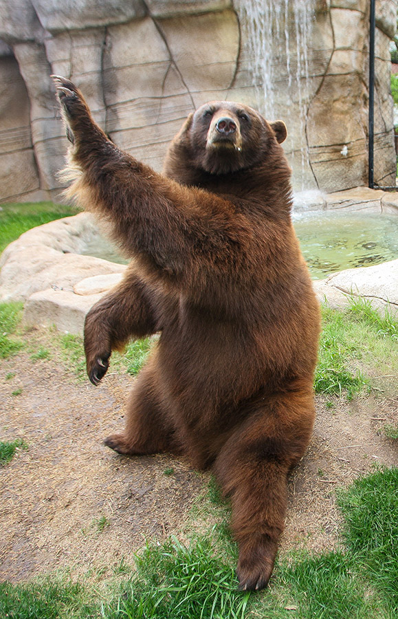 Photo of Baylor Live Bear Mascot Lady