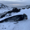Team of Baylor Researchers and Collaborators Provides Novel Baseline Data on Leopard Seals