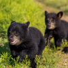 Baylor University Welcomes New Cubs to Campus