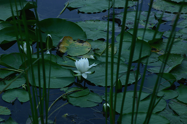 Aquatic Plants - Water Lillies Photo