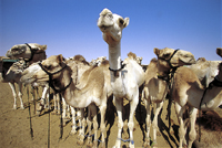 camels