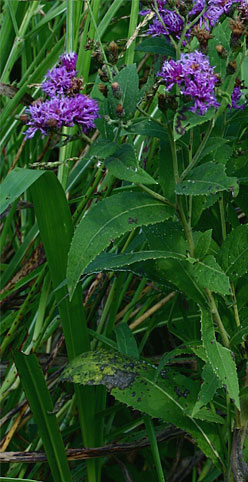  Western Ironweed - Vernonia noveboracensis