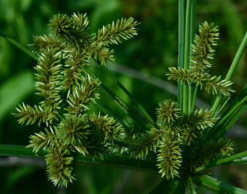 Papyrus - Cyperus papyrus