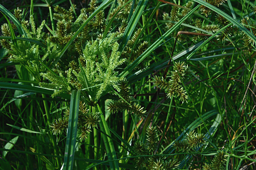 Papyrus - Cyperus papyrus