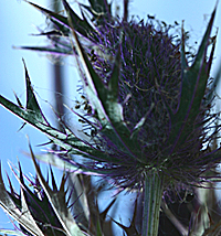 closeup of eryngoflower