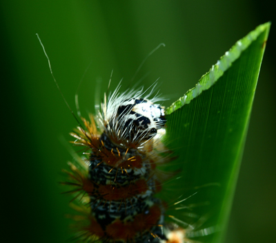 Cattail  Caterpillar