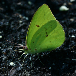 Cloudless Sulphur getting water and minerals from the wet ground