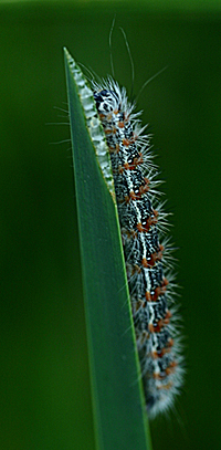 Cattail Caterpillar - Simyra henrici