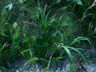 Witch Grass - Panicum capillare
